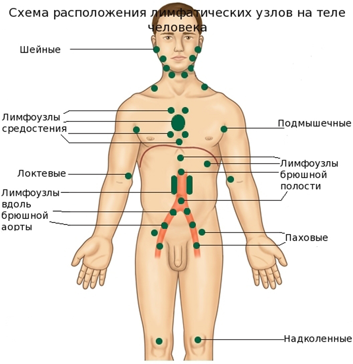 Паховые лимфоузлы у мужчин расположение картинки фото и описание