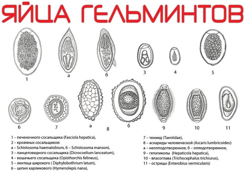 Яйцо паразита рисунок. Яйца гельминтов сосальщик. Яйца гельминтов паразитов человека. Яйца гельминтов нематодного типа.