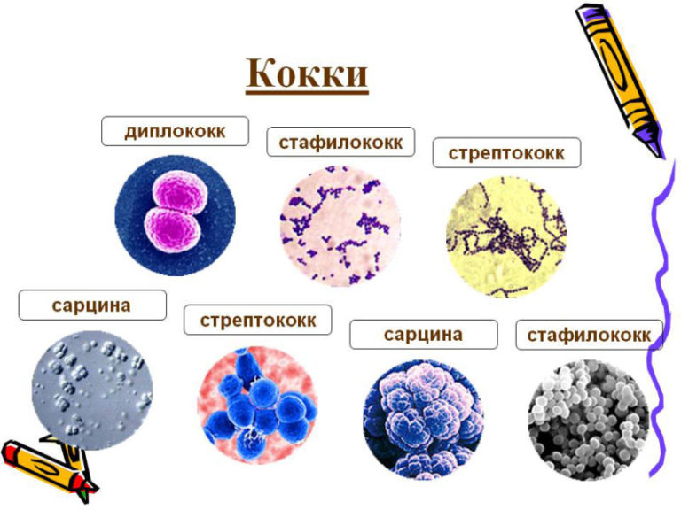 Кокки в мазке на флору фото